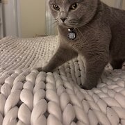 Home Owner wanting sitter in geelong , Victoria
