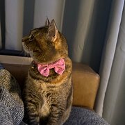 Home Owner wanting sitter in , Tasmania