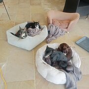 Home Owner wanting sitter in Gold Coast, Queensland