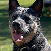 Home Owner wanting sitter in Brisbane, Queensland