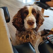 Home Owner wanting sitter in Hobart, Tasmania