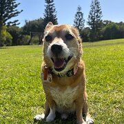 Home Owner wanting sitter in Perth, Western Australia