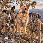 Home Owner wanting sitter in Gold Coast, Queensland