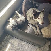 Home Owner wanting sitter in Brisbane , Queensland