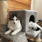 Home Owner wanting sitter in Melbourne, Victoria