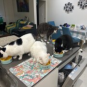 Home Owner wanting sitter in , New South Wales