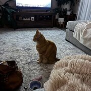 Home Owner wanting sitter in Semaphore , South Australia