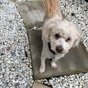Home Owner wanting sitter in , New South Wales