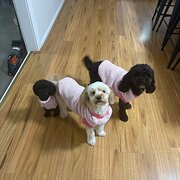 Home Owner wanting sitter in Mt gambier , South Australia