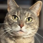 Home Owner wanting sitter in Canberra, Australian Capital Territory