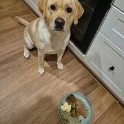 Home Owner wanting sitter in Clarkson, Western Australia