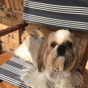 Home Owner wanting sitter in Brisbane , Queensland