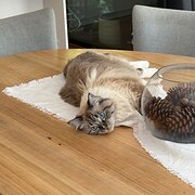 Home Owner wanting sitter in Sydney , New South Wales