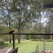Home Owner wanting sitter in Eumundi, Queensland
