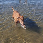 Home Owner wanting sitter in , Queensland