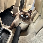 Home Owner wanting sitter in , Queensland