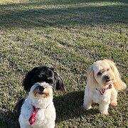 Home Owner wanting sitter in , New South Wales
