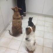 House Sitter - Look after like they're my own