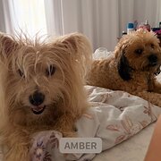 Home Owner wanting sitter in Brisbane, Queensland