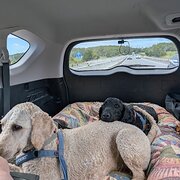 Home Owner wanting sitter in , New South Wales