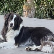 Home Owner wanting sitter in , Queensland