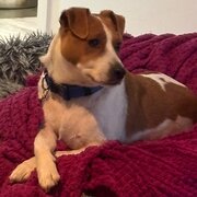 Home Owner wanting sitter in , South Australia