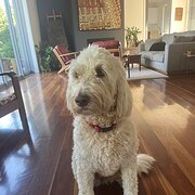 Home Owner wanting sitter in Brisbane, Queensland