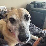 Home Owner wanting sitter in , Western Australia
