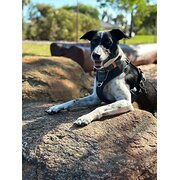 Home Owner wanting sitter in , Western Australia