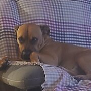 Home Owner wanting sitter in Toowoomba , Queensland