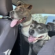 Home Owner wanting sitter in Townsville, Queensland