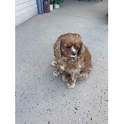 House Sitter - Retired couple 