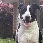 Home Owner wanting sitter in , Queensland