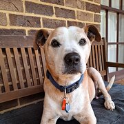 Home Owner wanting sitter in , Western Australia