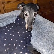 Home Owner wanting sitter in Brisbane, Queensland