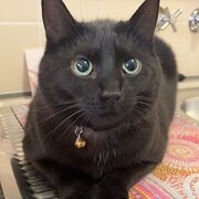 Home Owner wanting sitter in Adelaide , South Australia