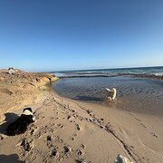 Home Owner wanting sitter in Geraldton , Western Australia