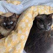 Home Owner wanting sitter in Perth, Western Australia