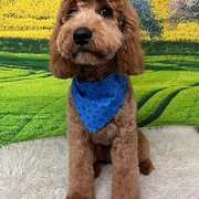 Home Owner wanting sitter in Perth, Western Australia