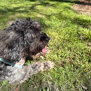 Home Owner wanting sitter in , Victoria