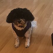 Home Owner wanting sitter in , Queensland