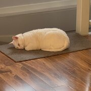 Home Owner wanting sitter in Melbourne , Victoria