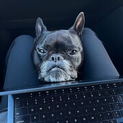 Home Owner wanting sitter in Gold Coast, Queensland