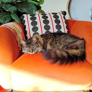 Home Owner wanting sitter in Perth, Western Australia