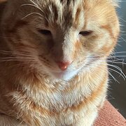 Home Owner wanting sitter in Hobart , Tasmania