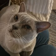 Home Owner wanting sitter in , Queensland