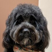 Home Owner wanting sitter in , New South Wales