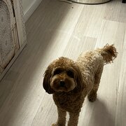 Home Owner wanting sitter in Adelaide, South Australia