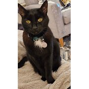 Home Owner wanting sitter in , New South Wales