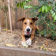 Home Owner wanting sitter in Brisbane, Queensland